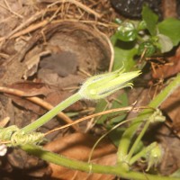 Cucurbita maxima Duchesne